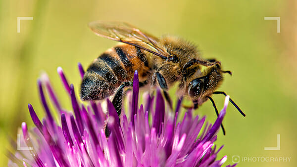 Photographing insects