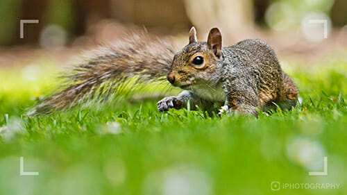 Photographing local wildlife