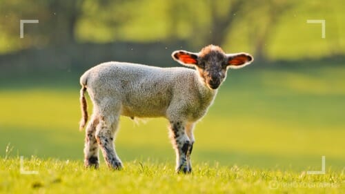 Photographing farm animals