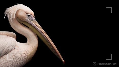 Photographing at zoos