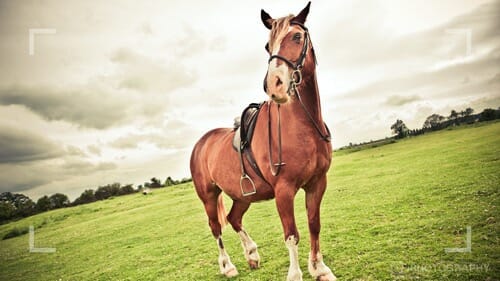 Photographing horses