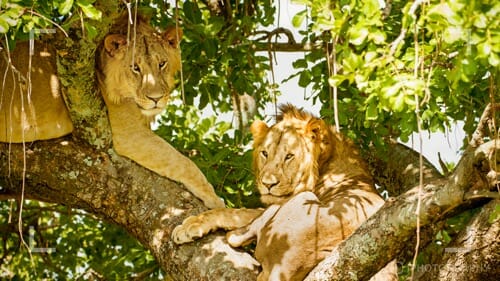 Photographing wild animals