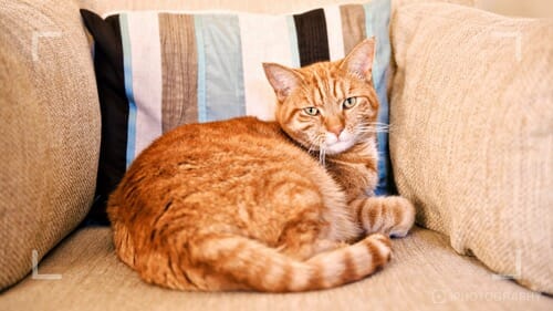 Photographing pets