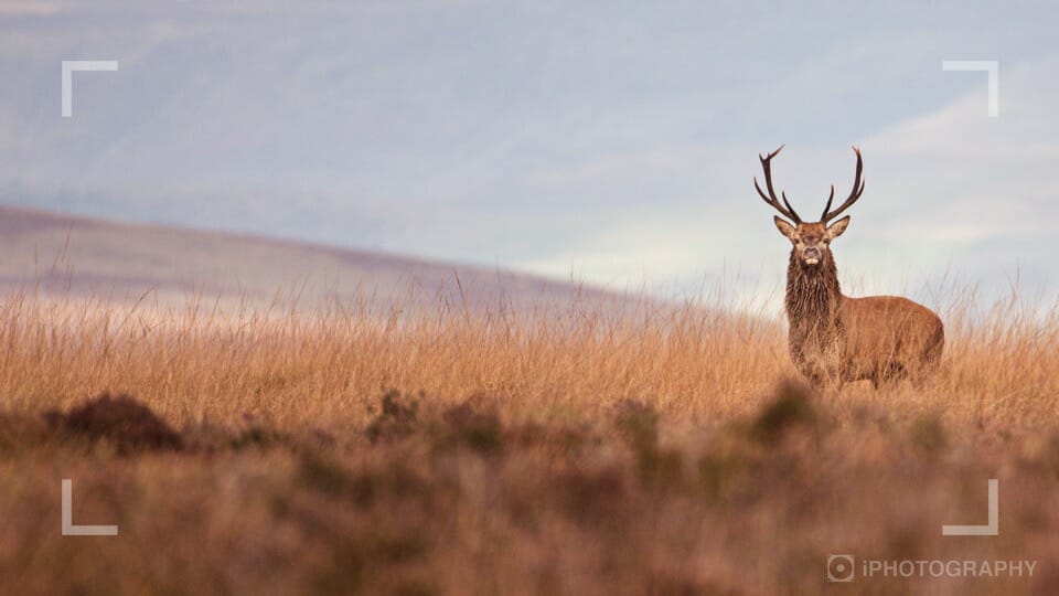 Photographing deer